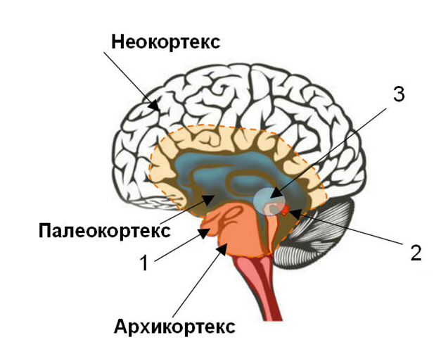 Рис.7. Структура человеческого мозга в соответствии с триединой моделью Пола Маклина 1 – гиппокамп; 2 – эпифиз (шишковидная железа); 3 – условные границы зоны контроля осознанности по Пенфилду.  Пунктиром обозначена граница лимбической системы  